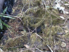 Nerodia fasciata pictiventris