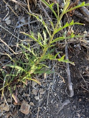 Malacothrix saxatilis