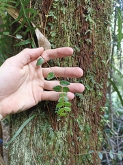 Metrosideros diffusa