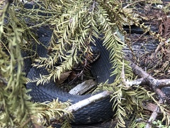 Nerodia fasciata pictiventris