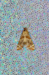 Petrophila jaliscalis