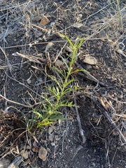 Malacothrix saxatilis