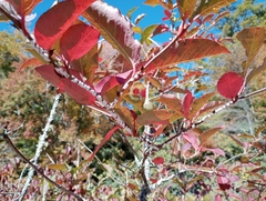 Viburnum prunifolium