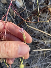 Malacothrix saxatilis