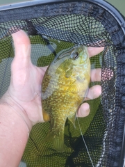 Lepomis macrochirus × cyanellus