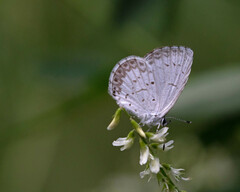 Celastrina neglecta