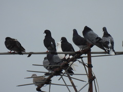 Columba livia domestica