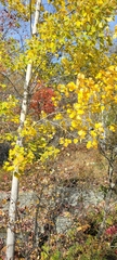 Populus