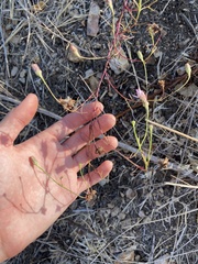 Malacothrix saxatilis