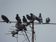Columba livia domestica