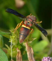 Euodynerus crypticus