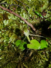 Corybas rivularis