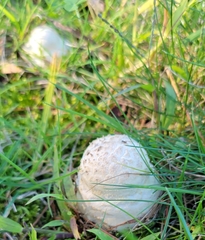 Amanita