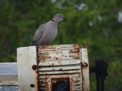 Streptopelia decaocto