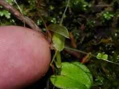 Corybas rivularis