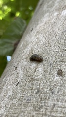 Megapallifera mutabilis