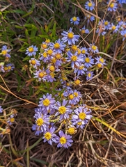Ionactis linariifolia