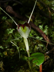Corybas rivularis