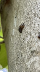 Megapallifera mutabilis