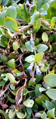 Mertensia maritima