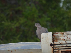 Streptopelia decaocto