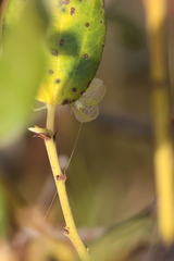Oecanthus argentinus