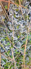 Peltigera didactyla