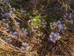 Ionactis linariifolia