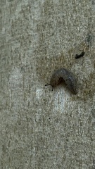 Megapallifera mutabilis