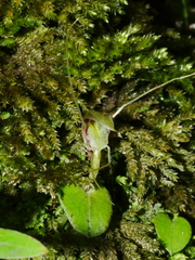 Corybas rivularis