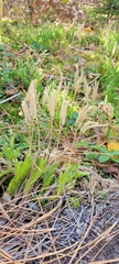 Lycopodiaceae