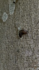 Megapallifera mutabilis