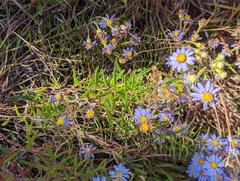 Ionactis linariifolia