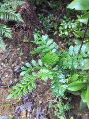 Weinmannia trichosperma