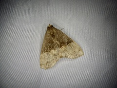 Oglasa bifidalis