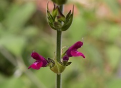 Salvia chiapensis