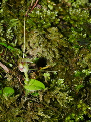Corybas rivularis