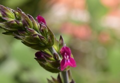 Salvia chiapensis