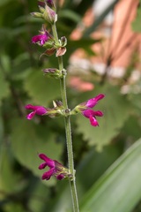 Salvia chiapensis