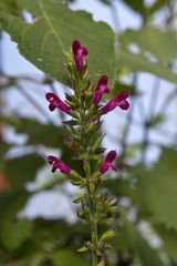 Salvia chiapensis