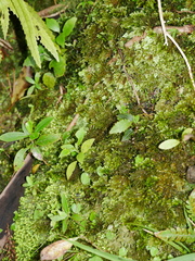 Corybas rivularis