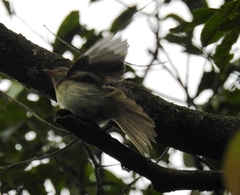 Lathrotriccus euleri