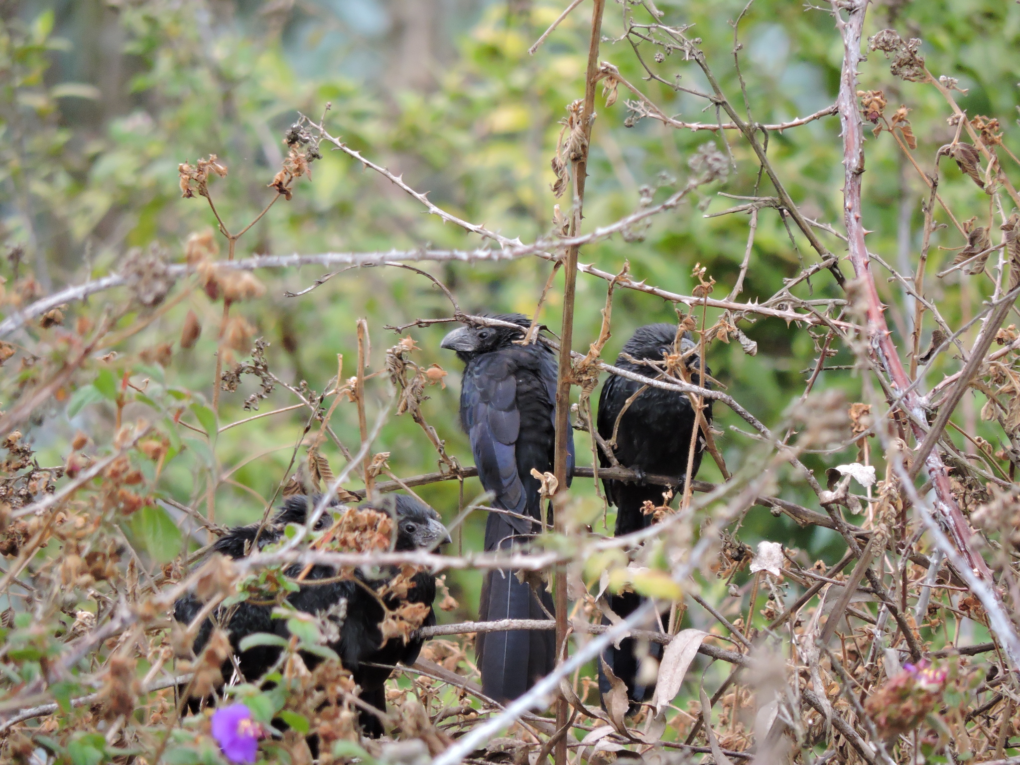 Crotophaga sulcirostris image
