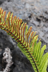 Polypodium pellucidum vulcanicum