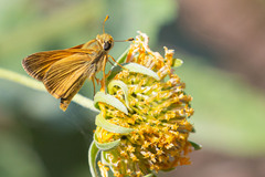 Polites themistocles