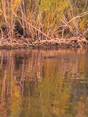 Ondatra zibethicus