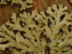 Physciaceae