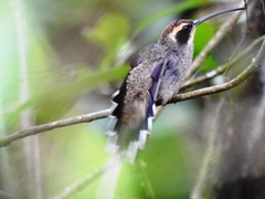 Phaethornis eurynome