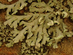 Physciaceae