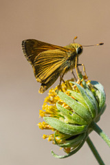 Polites themistocles